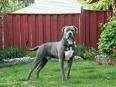 foto de AMERICAN STAFFORDSHIRE