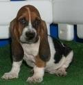foto de BASSET HOUND