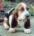 foto de BASSET HOUND