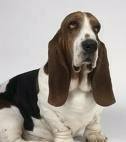 foto de BASSET HOUND