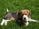 foto de BEAGLE