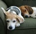 foto de BEAGLE