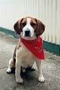 foto de BEAGLE
