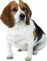 foto de BEAGLE