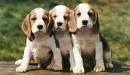 foto de BEAGLE