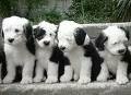 foto de BOBTAIL