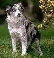 foto de BORDER COLLIE