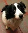 foto de BORDER COLLIE