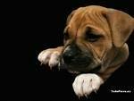 foto de BOXER