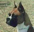 foto de BOXER