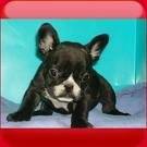 foto de BULLDOG FRANCES