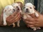 foto de BULLDOG FRANCES