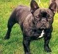foto de BULLDOG FRANCES