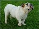 foto de BULLDOG INGLES