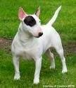 foto de BULL TERRIER