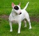 foto de BULL TERRIER