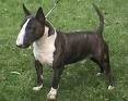 foto de BULL TERRIER