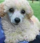 foto de CANICHE