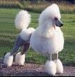 foto de CANICHE