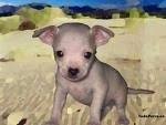 foto de CHIHUAHUA