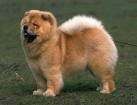 foto de CHOW CHOW