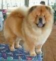 foto de CHOW CHOW