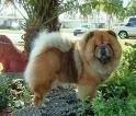foto de CHOW CHOW
