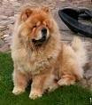 foto de CHOW CHOW