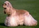 foto de COCKER SPANIEL