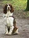 foto de COCKER SPANIEL