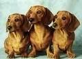 foto de DACHSHUND