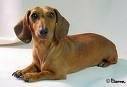foto de DACHSHUND