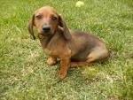 foto de DACHSHUND