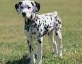 foto de DALMATA