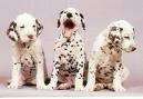 foto de DALMATA