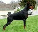 foto de DOBERMAN