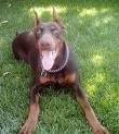 foto de DOBERMAN