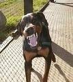 foto de DOBERMAN