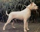 foto de DOGO ARGENTINO