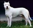 foto de DOGO ARGENTINO