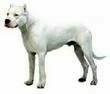 foto de DOGO ARGENTINO