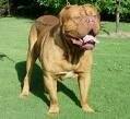 foto de DOGO DE BURDEOS