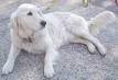 foto de GOLDEN RETRIEVER