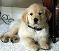 foto de GOLDEN RETRIEVER
