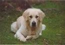 foto de GOLDEN RETRIEVER