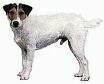 foto de JACK RUSSEL TERRIER