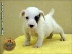 foto de JACK RUSSEL TERRIER