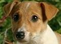 foto de JACK RUSSEL TERRIER
