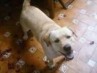 foto de LABRADOR RETRIEVER