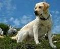 foto de LABRADOR RETRIEVER